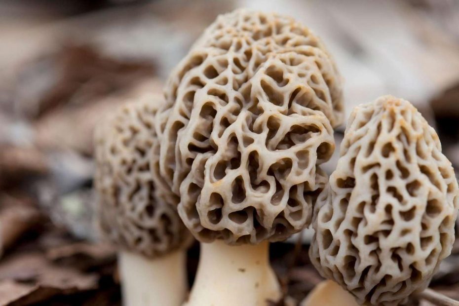 What Are Morel Mushrooms And How Do You Cook With Them? Title