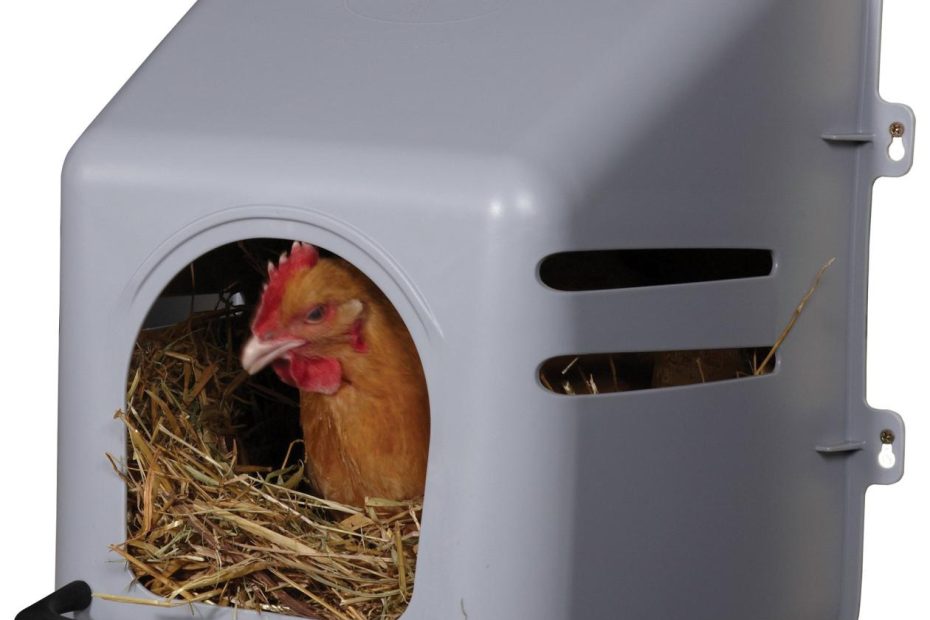 Amazon.Com: Little Giant® Plastic Chicken Nesting Box | Chicken Nest Box  For Laying Hens | Chicken Bed | Egg Laying Chicken Box | Chicken Perch | Nesting  Box For Chicken Coops :