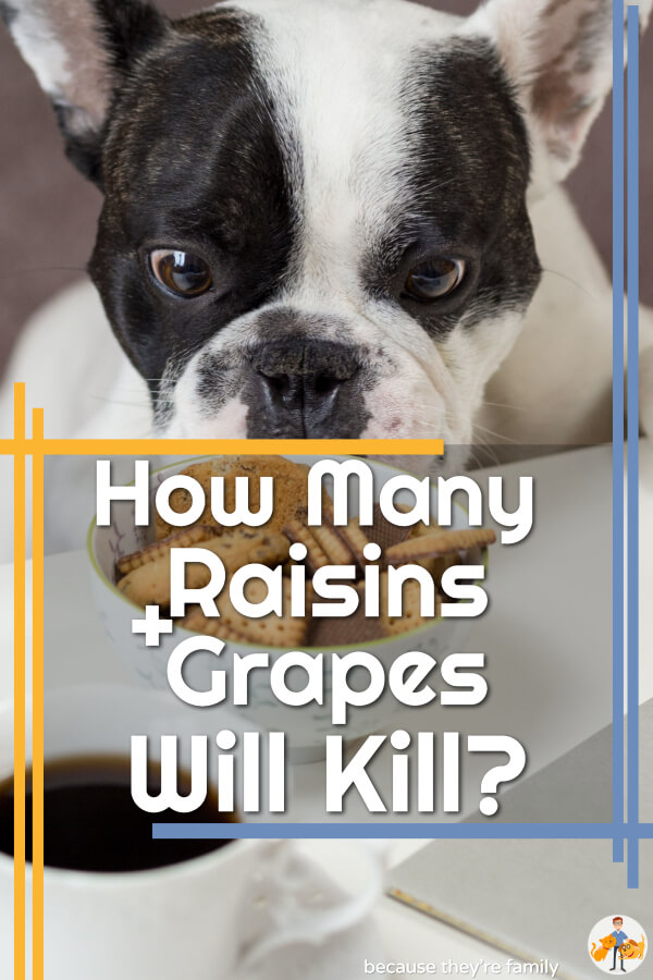 Raisin + Grape Poisoning in Dogs - How Many Will Kill? — Our Pet's Health Raisin + Grape Poisoning In Dogs - How Many Will Kill? — Our Pet'S Health