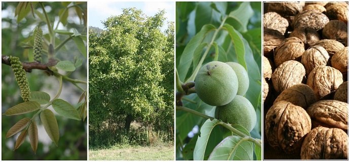 The Essential Guide To Everything You Need To Know About Growing Walnuts -  Juglans Regia - The Permaculture Research Institute