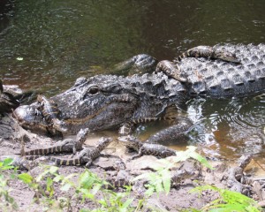 Wildlife Q & A: How Can You Tell If An Alligator Is Male Or Female? » Crew  Land & Water Trust