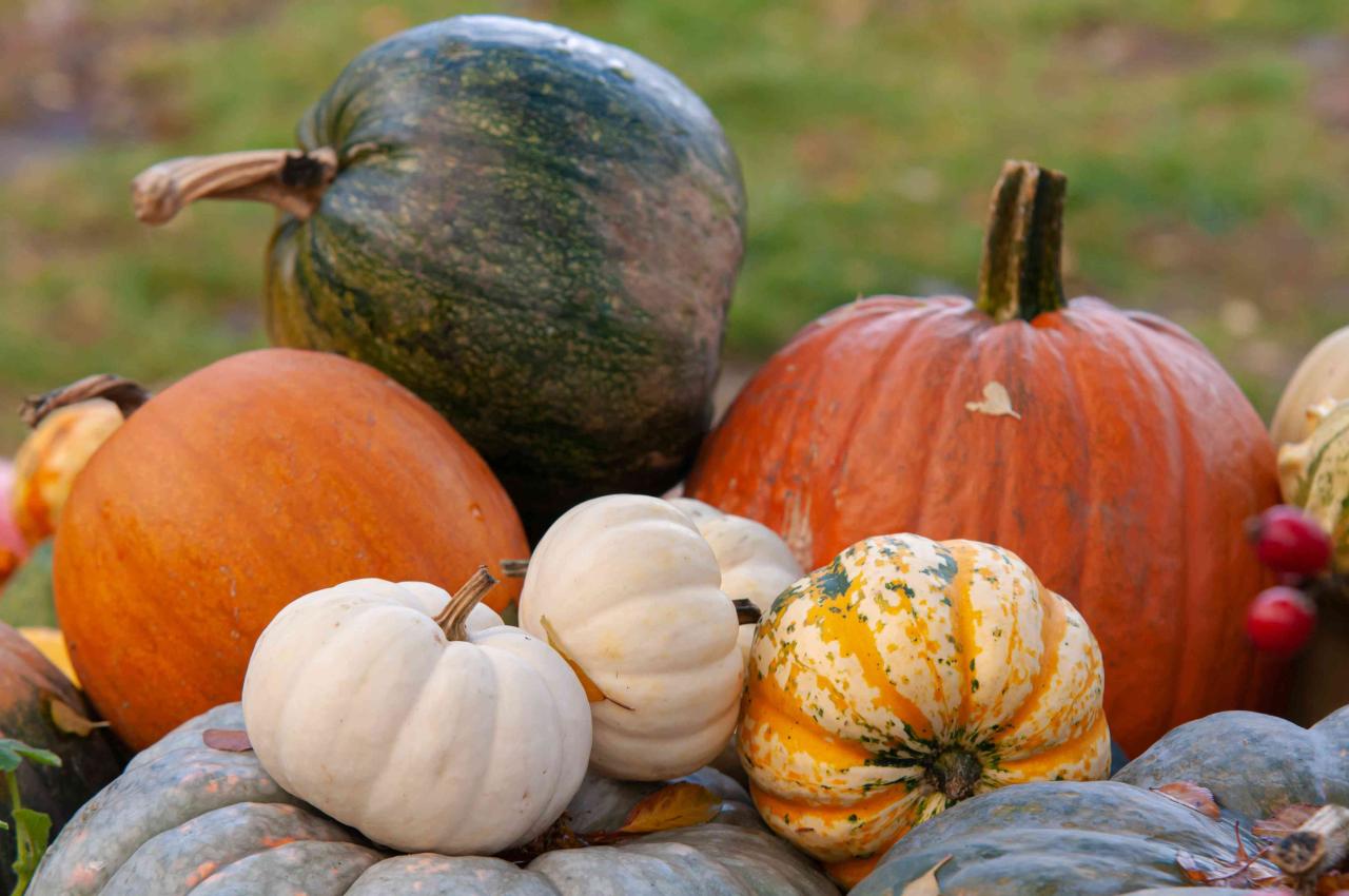 How To Grow And Care For Pumpkins