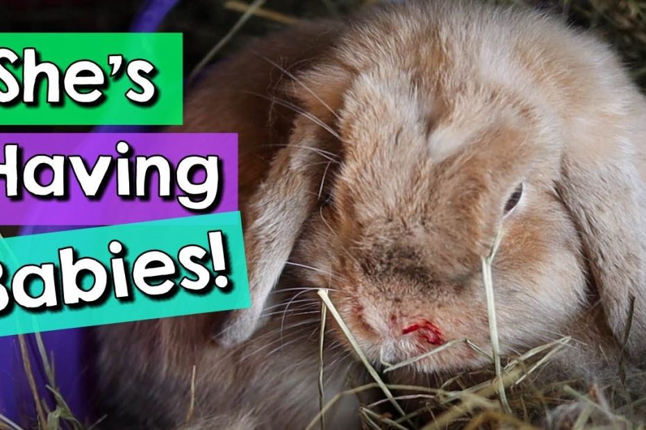 Rabbit Giving Birth + Bunny Pregnancy Care Tips! - Youtube