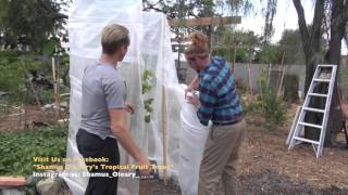 Winter Protecting Your Fruit Trees - Youtube