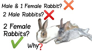 Can You Keep 2 Male Rabbits Together? | Keeping 2 Female Rabbits & 1 Male &  1 Female Rabbit Together - Youtube