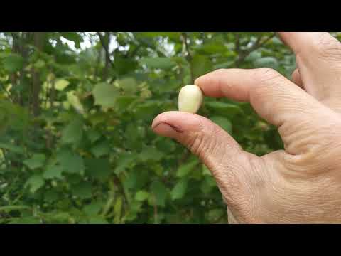 How to tell when Hazelnuts are Ripe